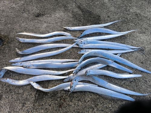 タチウオの釣果