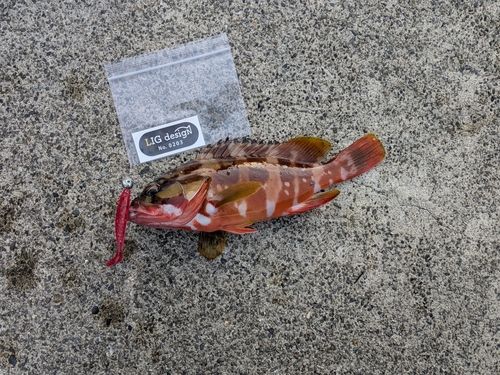 アカハタの釣果