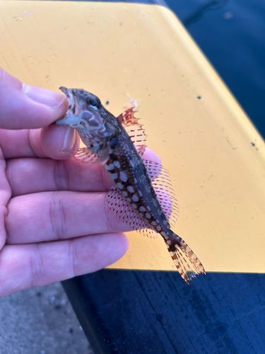 アナハゼの釣果