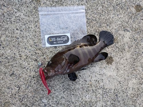 ヤミハタの釣果