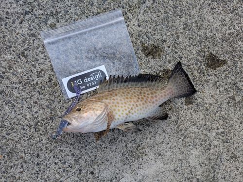 オオモンハタの釣果