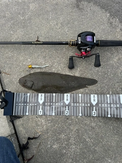 シタビラメの釣果