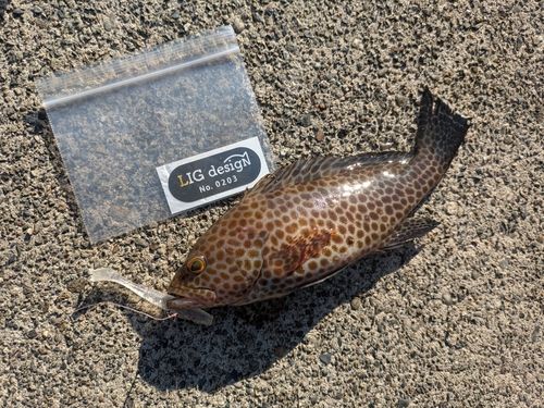 オオモンハタの釣果