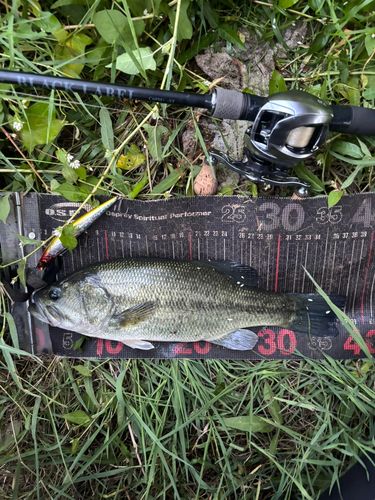 ブラックバスの釣果