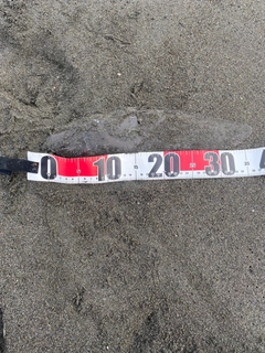 シタビラメの釣果