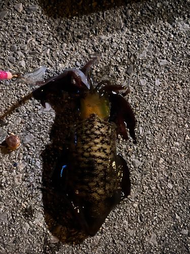 アオリイカの釣果