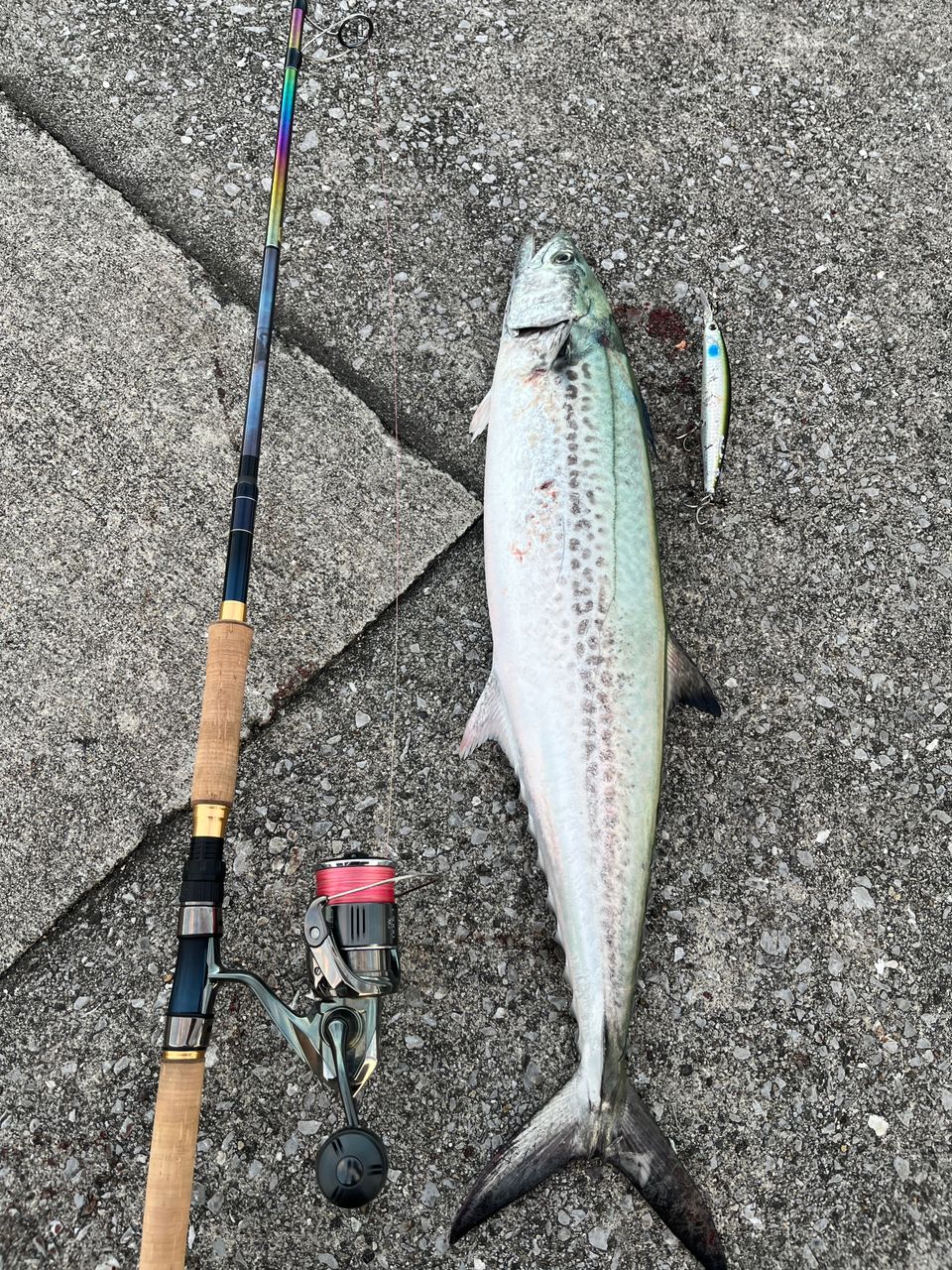 ★しゅーどいや★シマノ　22 ステラ c5000xg 美品⭐︎ 22 ステラ C5000XG シマノ : 東海つり具Y支店 - 通販 - Yahoo