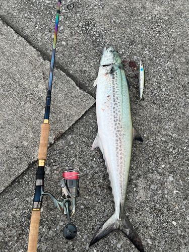 サワラの釣果