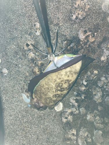 モンゴウイカの釣果