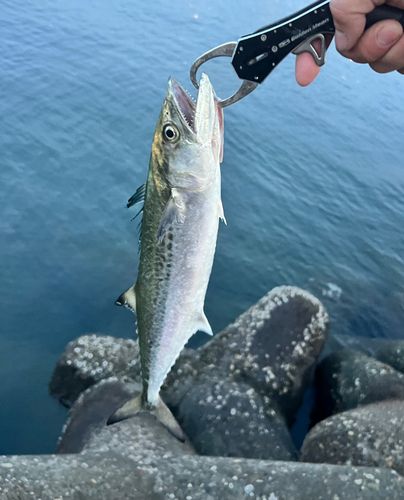 サゴシの釣果
