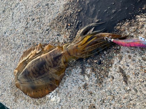 アオリイカの釣果