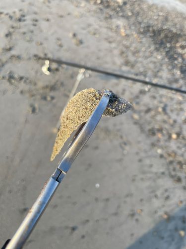 シタビラメの釣果