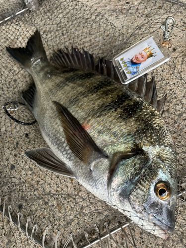 豊洲ぐるり公園