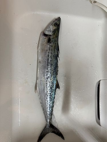 サゴシの釣果
