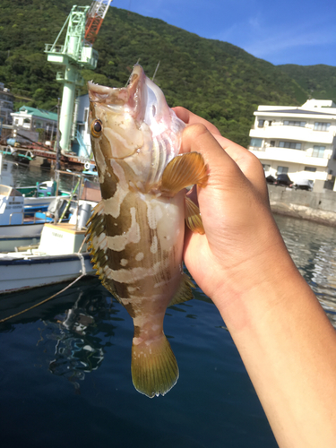 キジハタの釣果