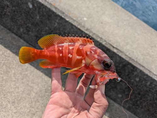 アカハタの釣果