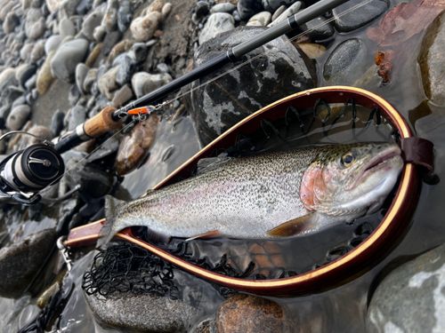 ニジマスの釣果
