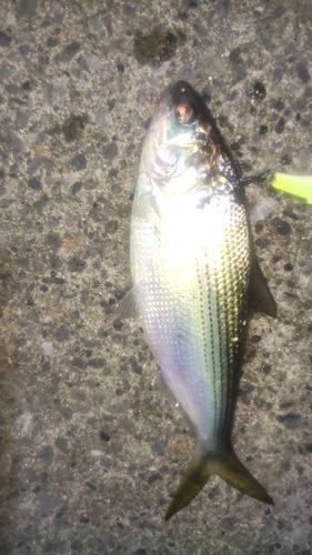 コノシロの釣果