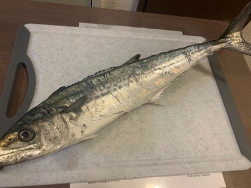 サゴシの釣果