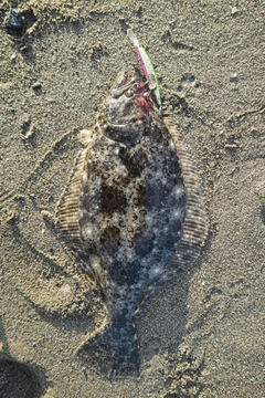 ヒラメの釣果