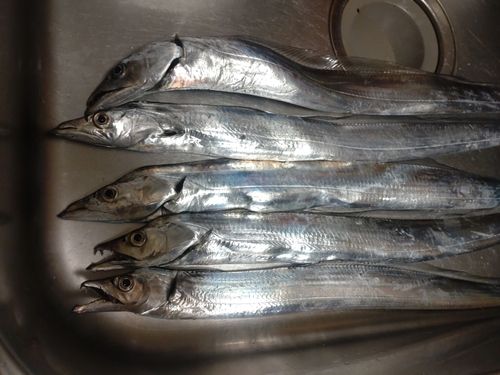 タチウオの釣果