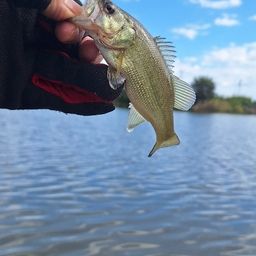 ラージマウスバス