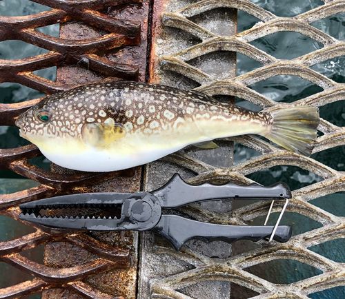 フグの釣果
