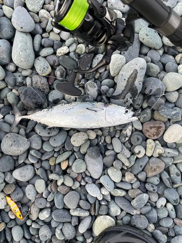 ソウダガツオの釣果