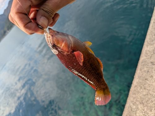 ホシササノハベラの釣果