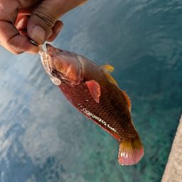 ホシササノハベラ