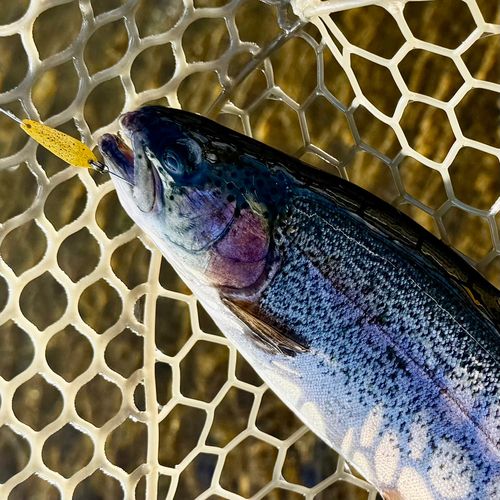 ニジマスの釣果