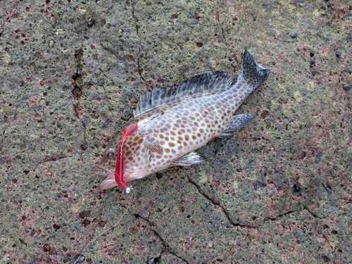 オオモンハタの釣果