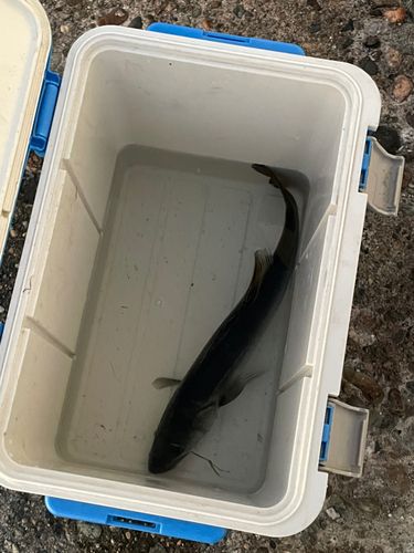 中川河口(兵庫)