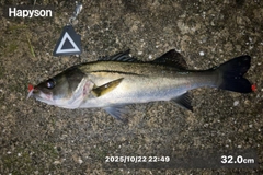 シーバスの釣果