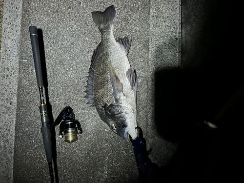 チヌの釣果