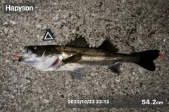 シーバスの釣果