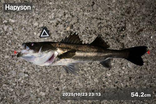 シーバスの釣果