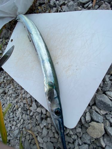 ダツの釣果