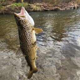 ブラウントラウト