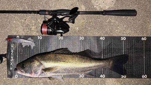 シーバスの釣果