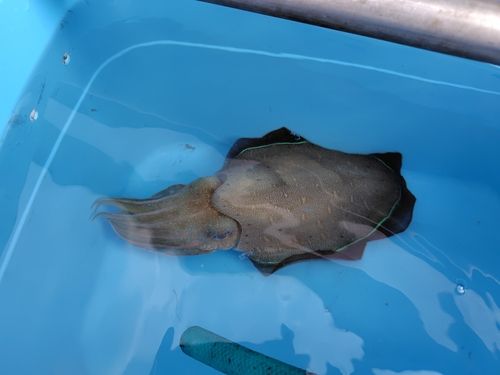 モンゴウイカの釣果