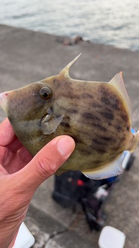 カワハギの釣果