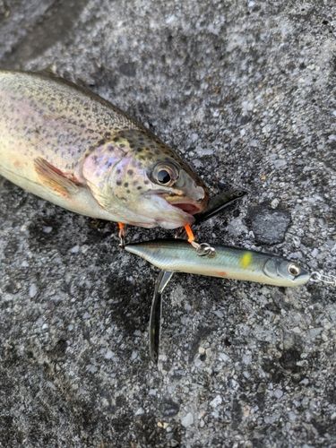 ニジマスの釣果