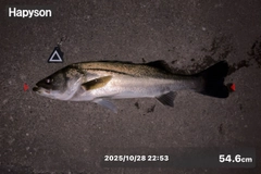 シーバスの釣果