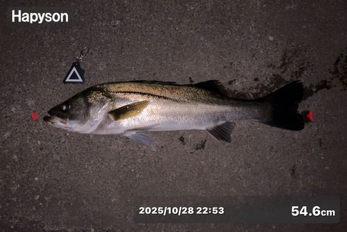 シーバスの釣果