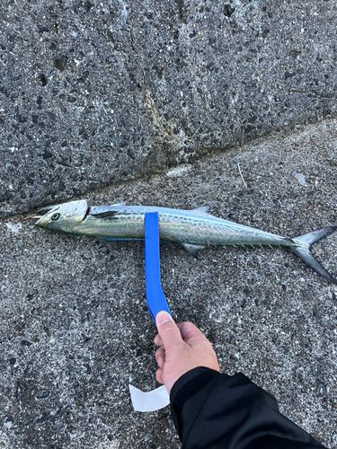 サゴシの釣果