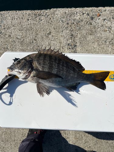 クロダイの釣果