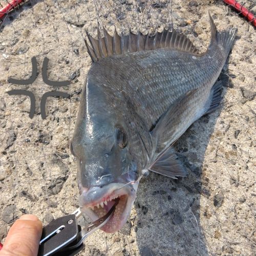 チヌの釣果