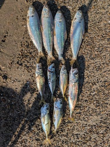 コノシロの釣果