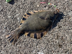 トウガレイの釣果